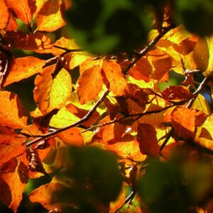 Feuilles d'automne et lumière