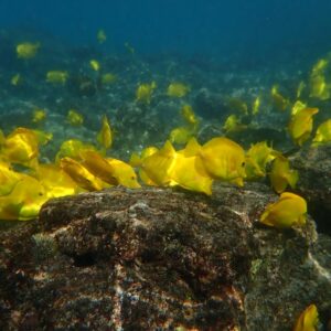 poisson vue sous-marine